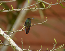 rufous-tailed Hummingbird